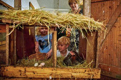 Eier holen aus dem Nest