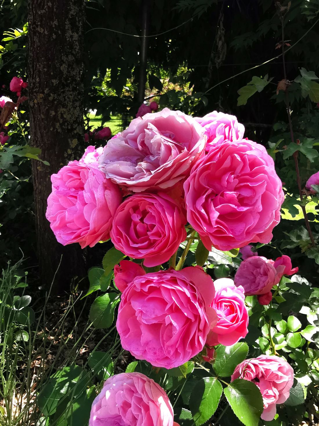 Rosa-Rosen-im-Rosengarten-Trostberg