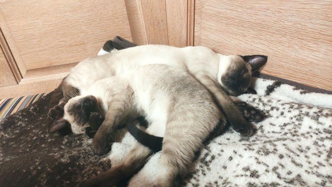 Unsere Kuschelkatzen