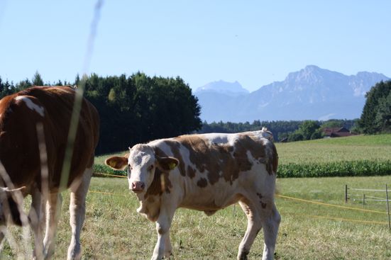 Kälbchen auf der Weide