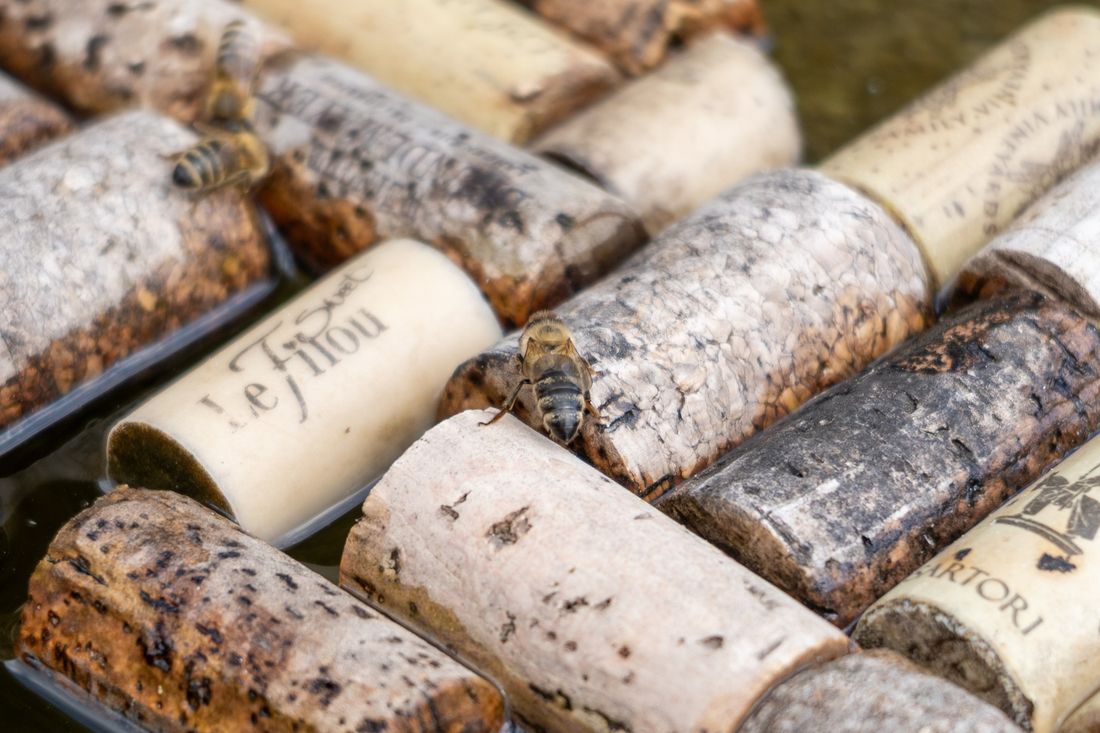 Am Grassauer Bienenschauhaus