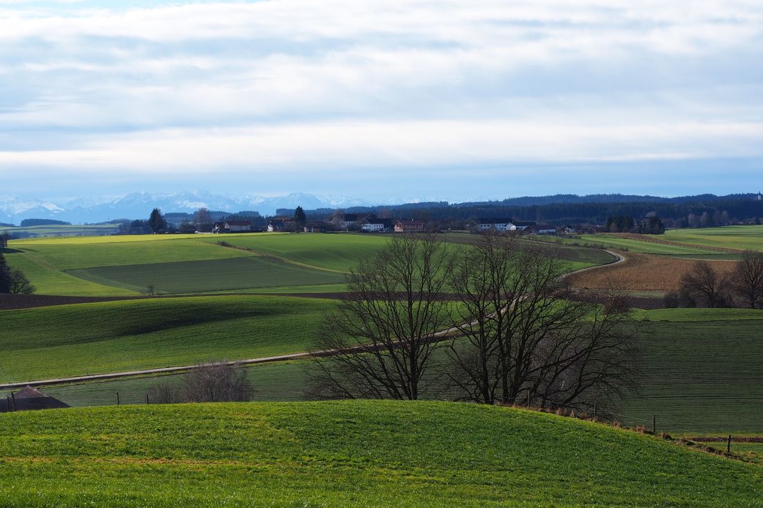 Blick auf Honau