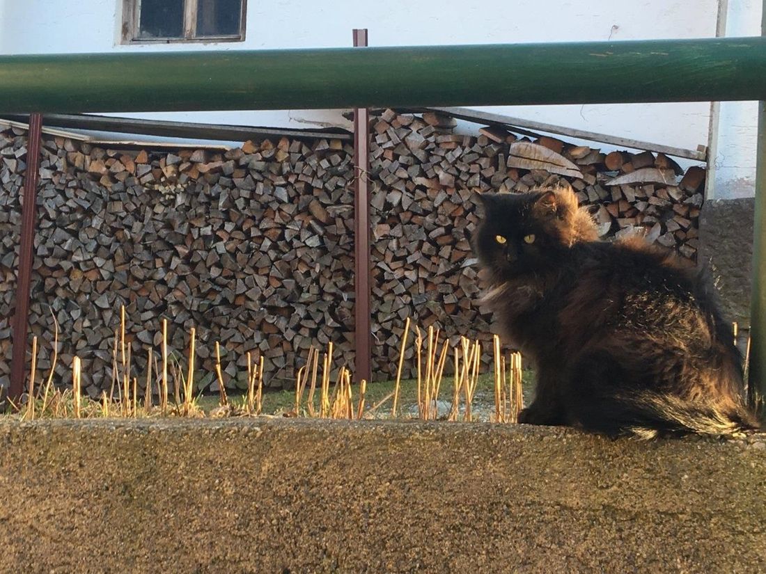 Kater Isidor