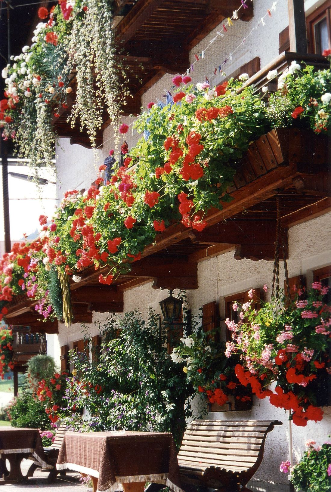 Blumenpracht