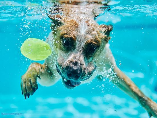 hundeschwimmen-ruhpolding-vita-alpina-freibad-chiemgau