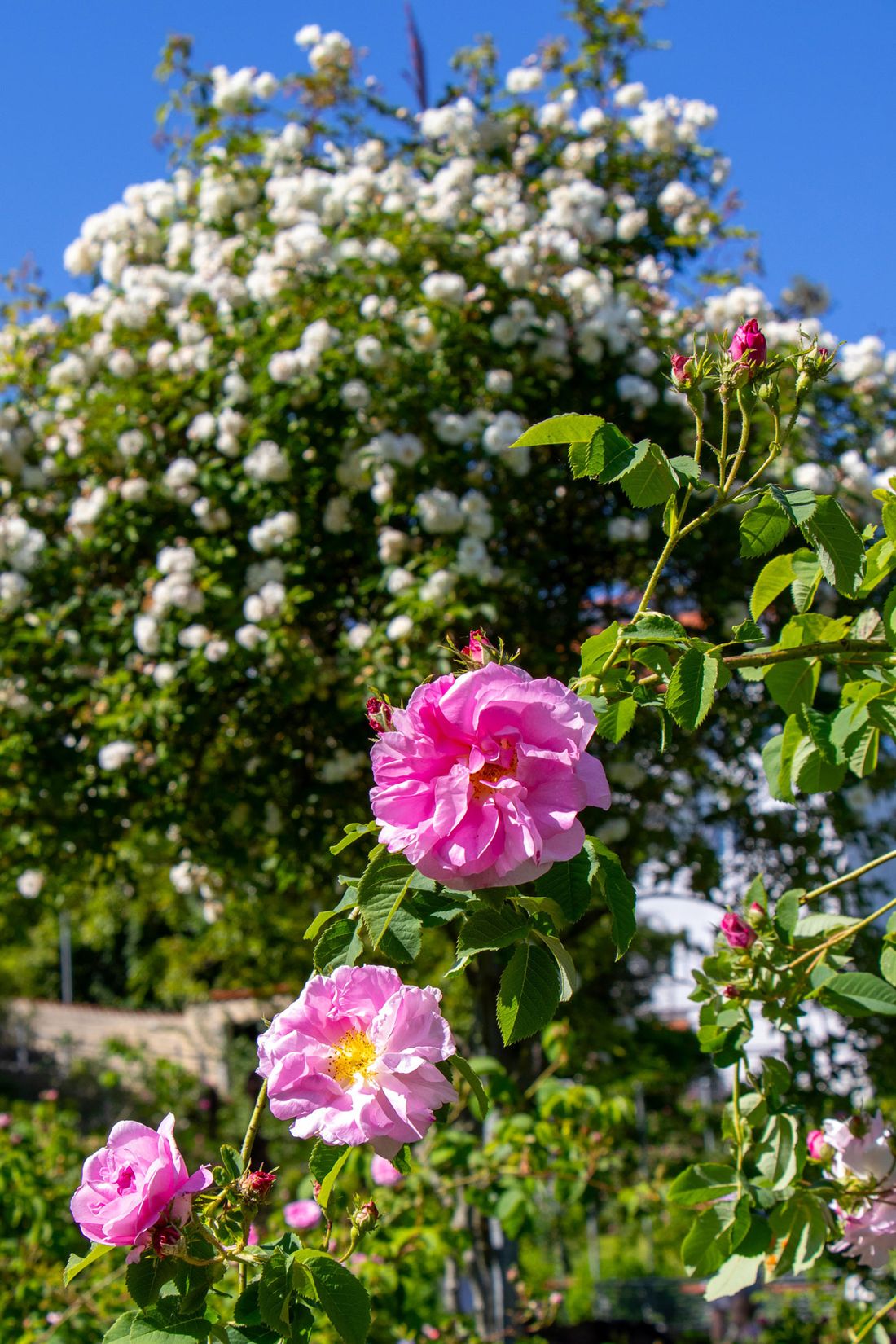 Rosen-im-Rosengarten-Trostberg