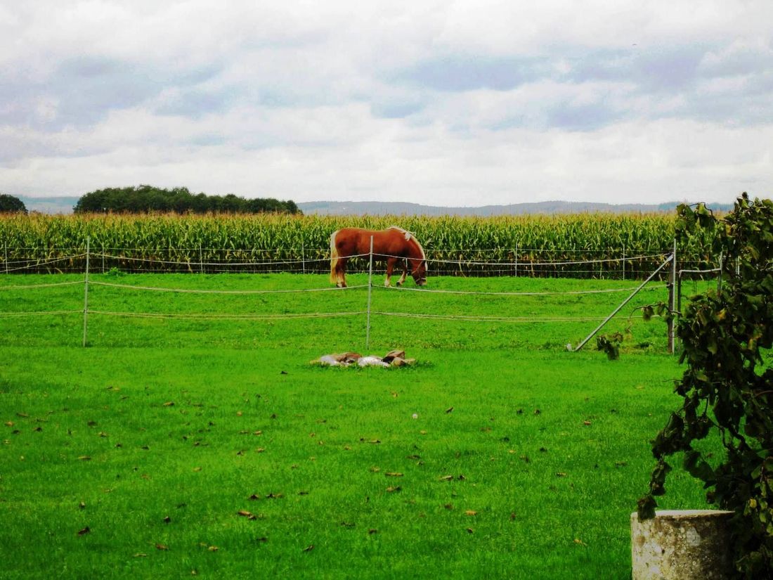 Pferd