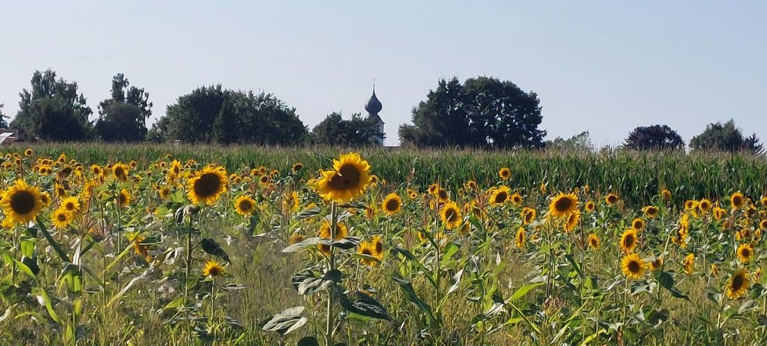Sonnenblumen