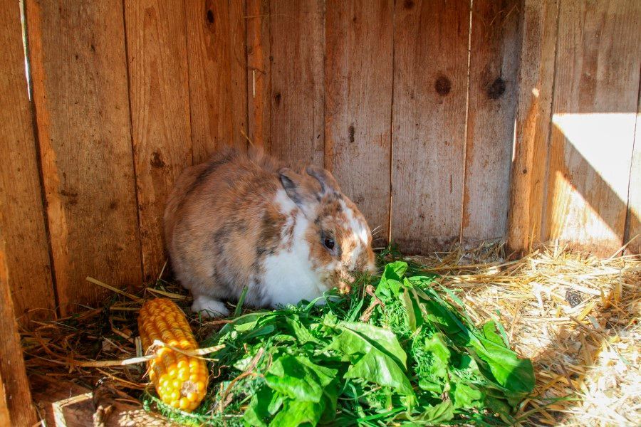 Hoftiere