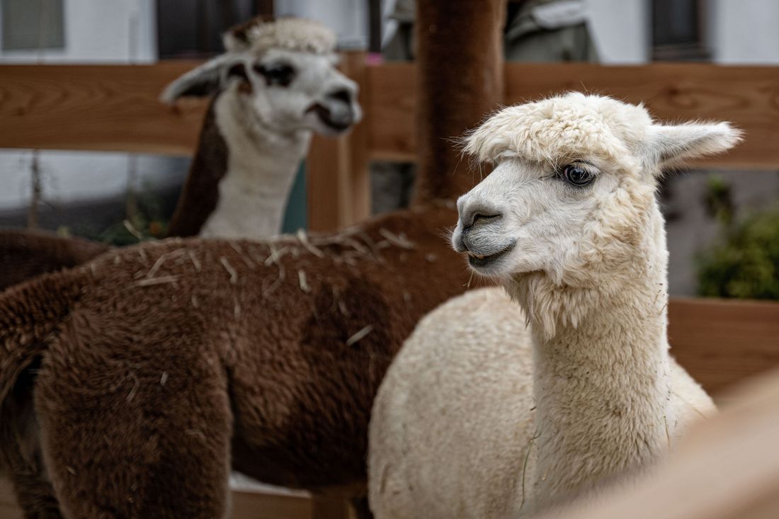 Alpaka