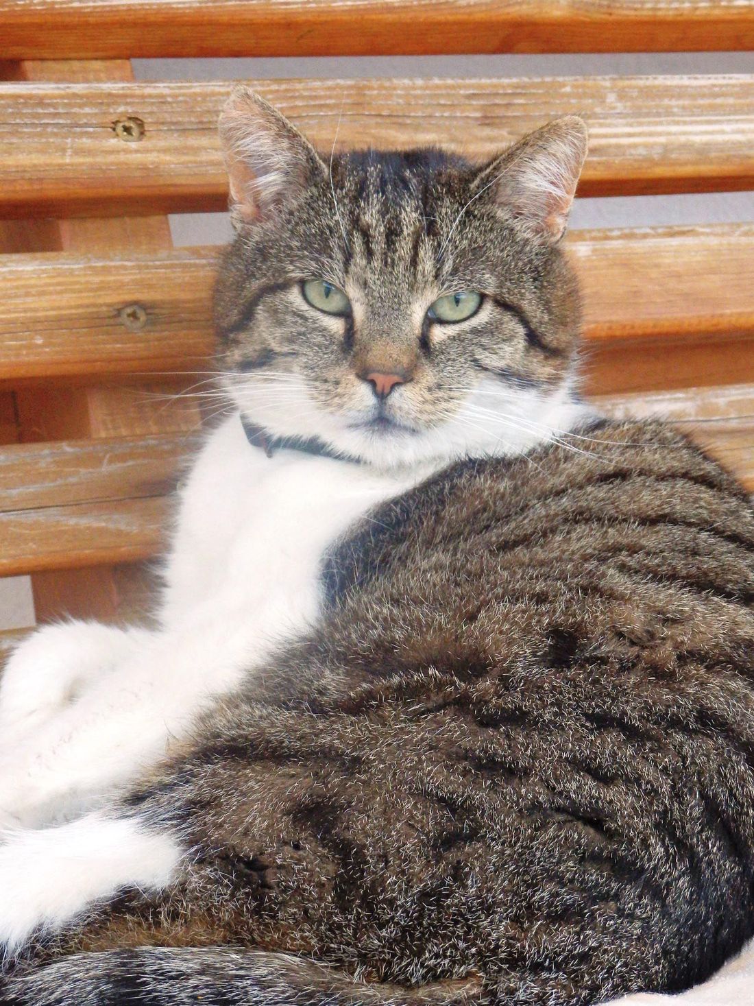 Katze