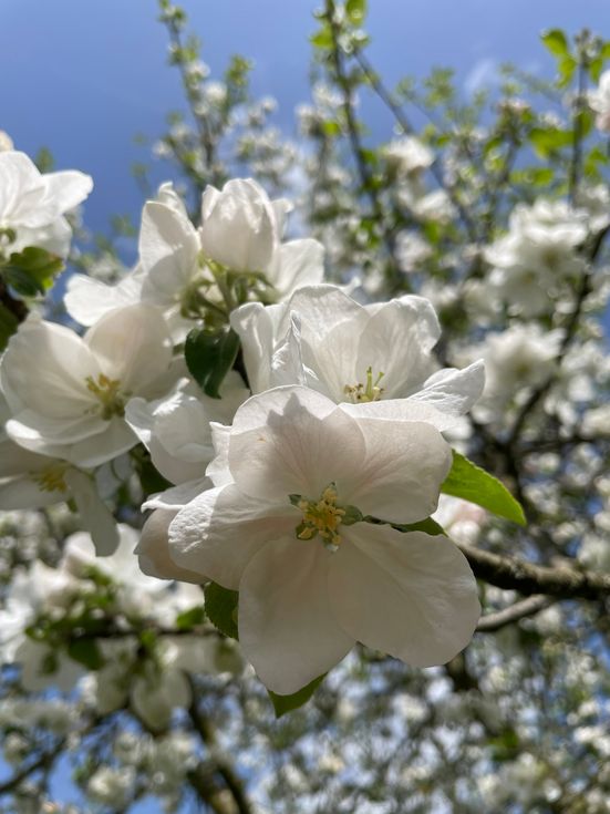 Landschaft, Natur, Garten