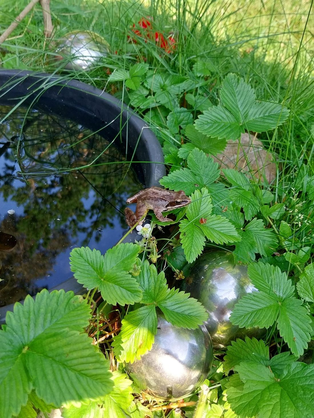 Froschkönig