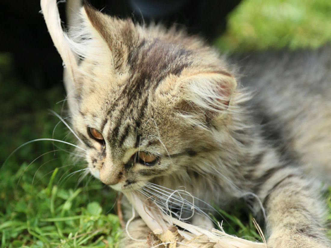 Katze