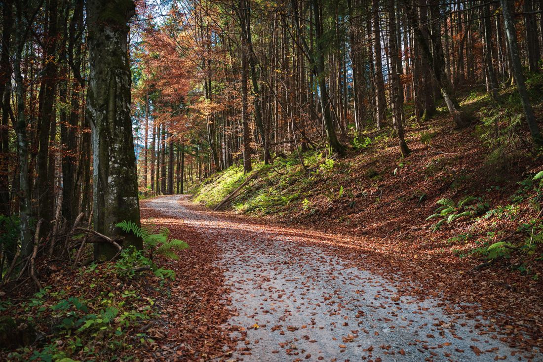 Im lichten Bergwald