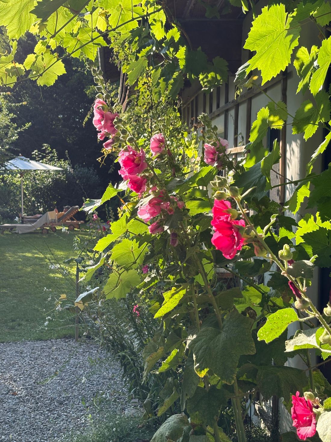 Hochsommer im Garten