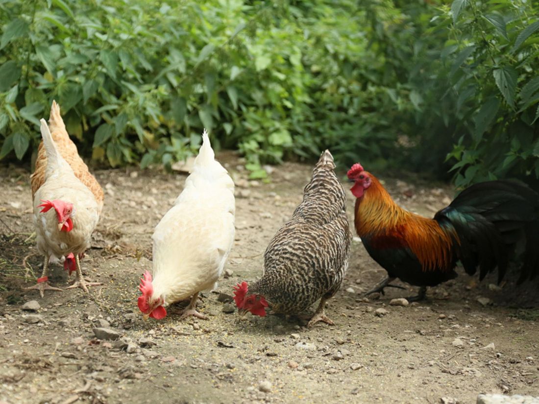 Glückliche Hühner