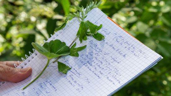 Jahresausbildung Naturmittel