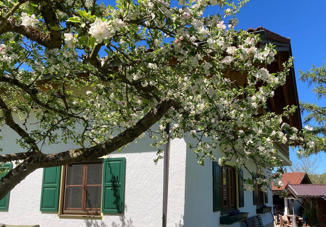 Apfelblüte