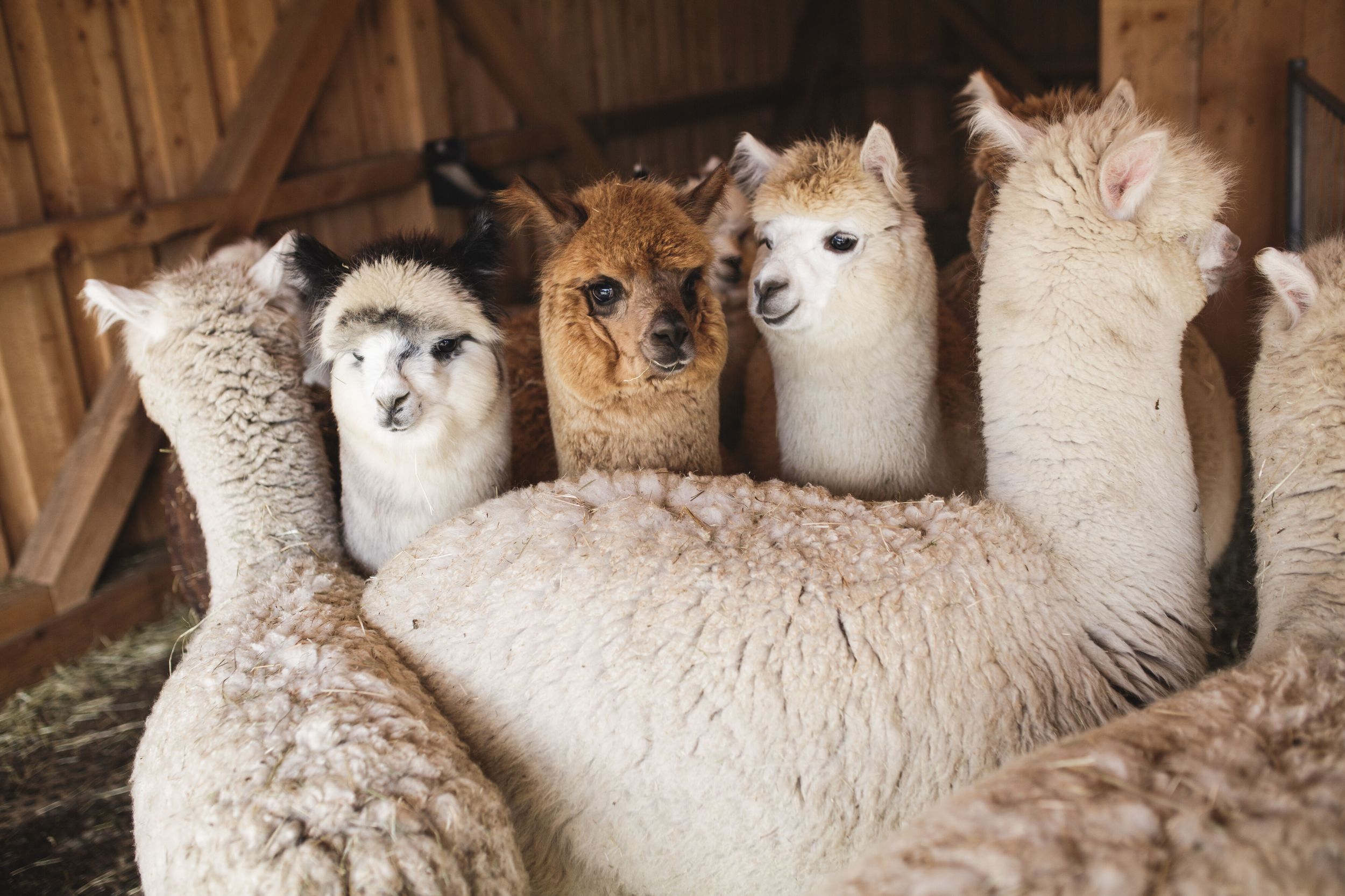 Alpakas