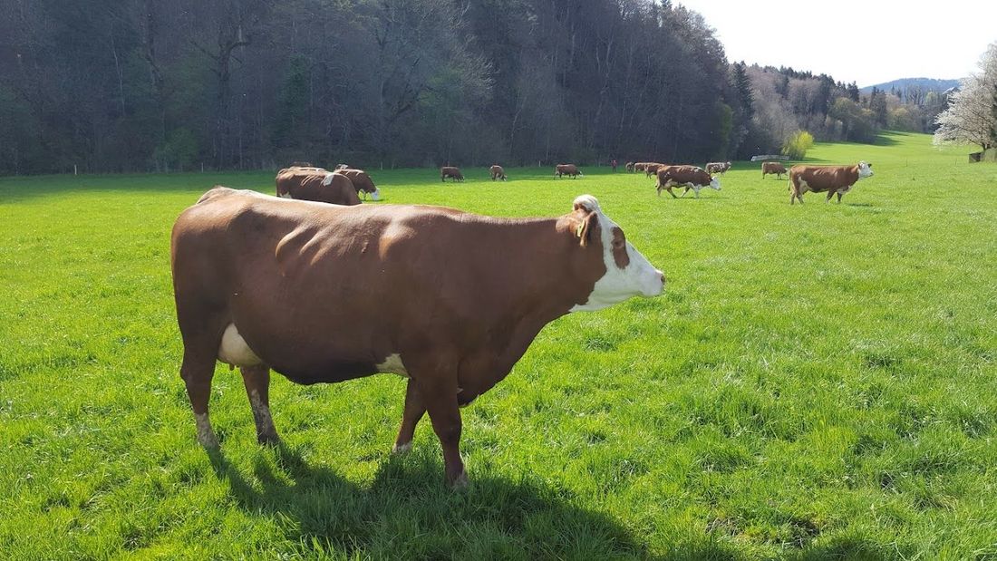 Milchkühe