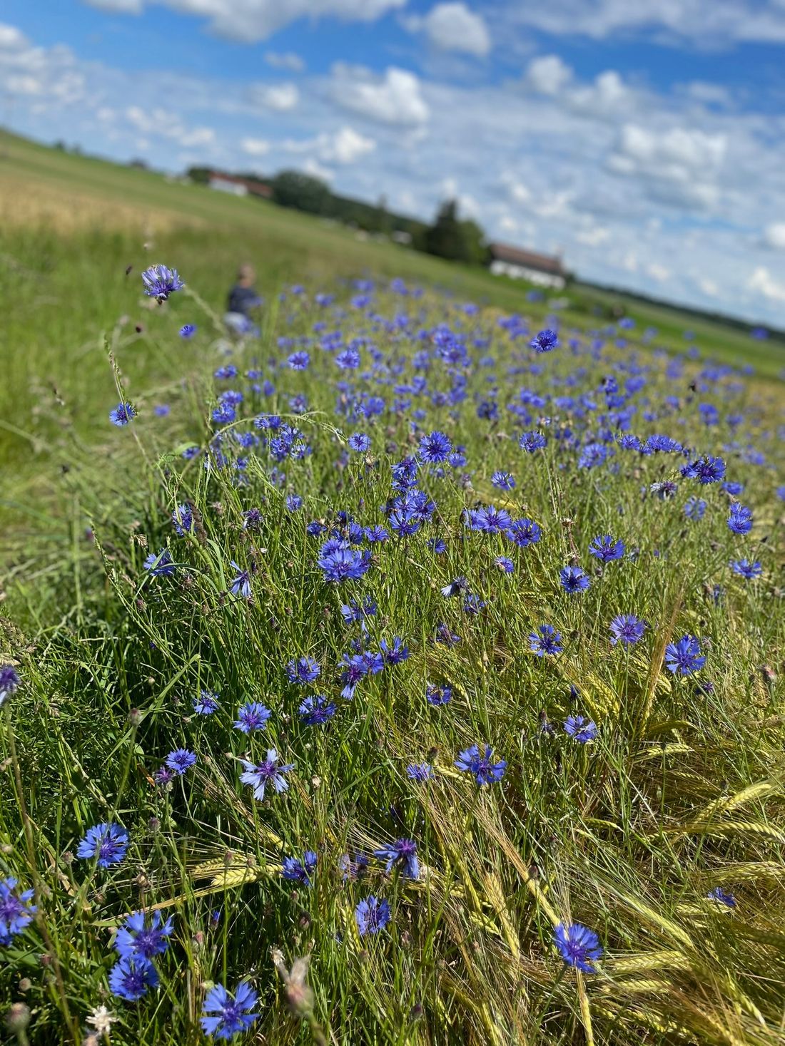 Kornblumen im Biofeld