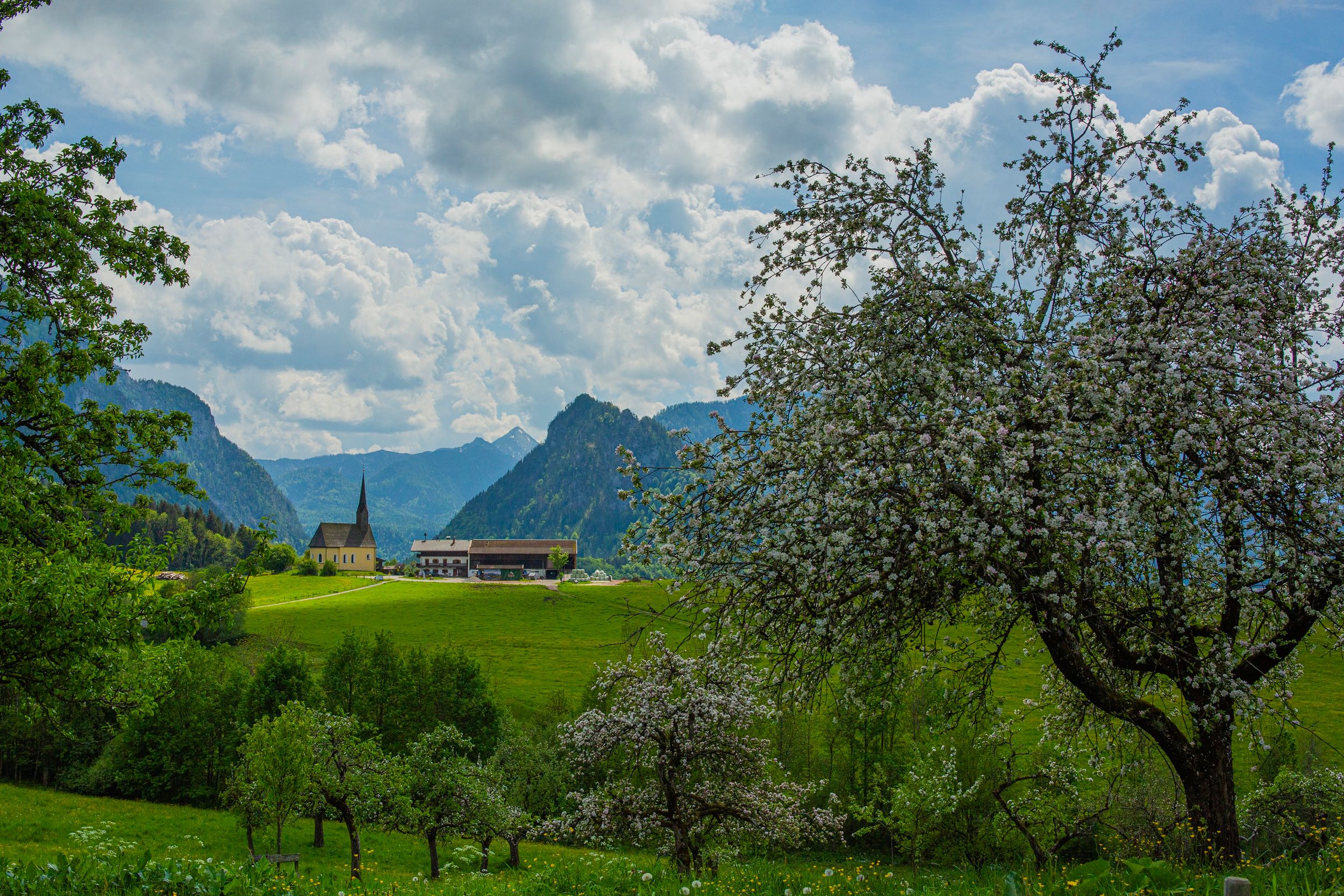 Bäume und Panorama