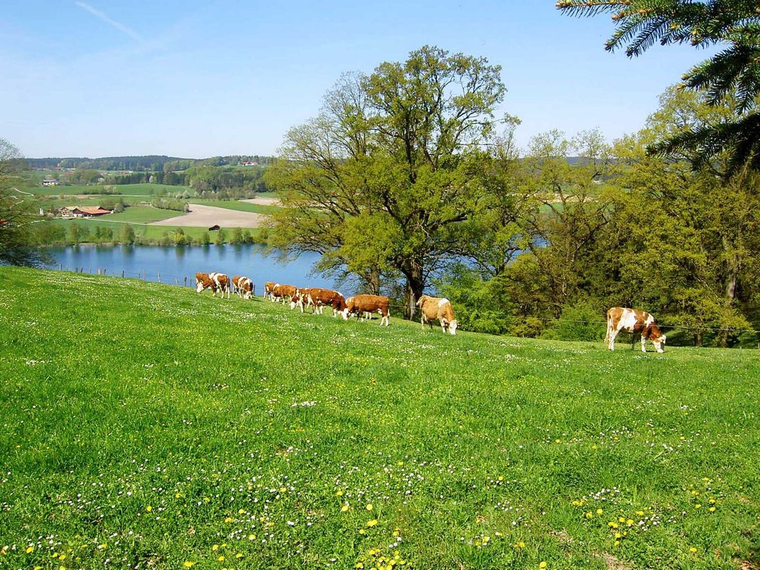 Kühe auf der Weide