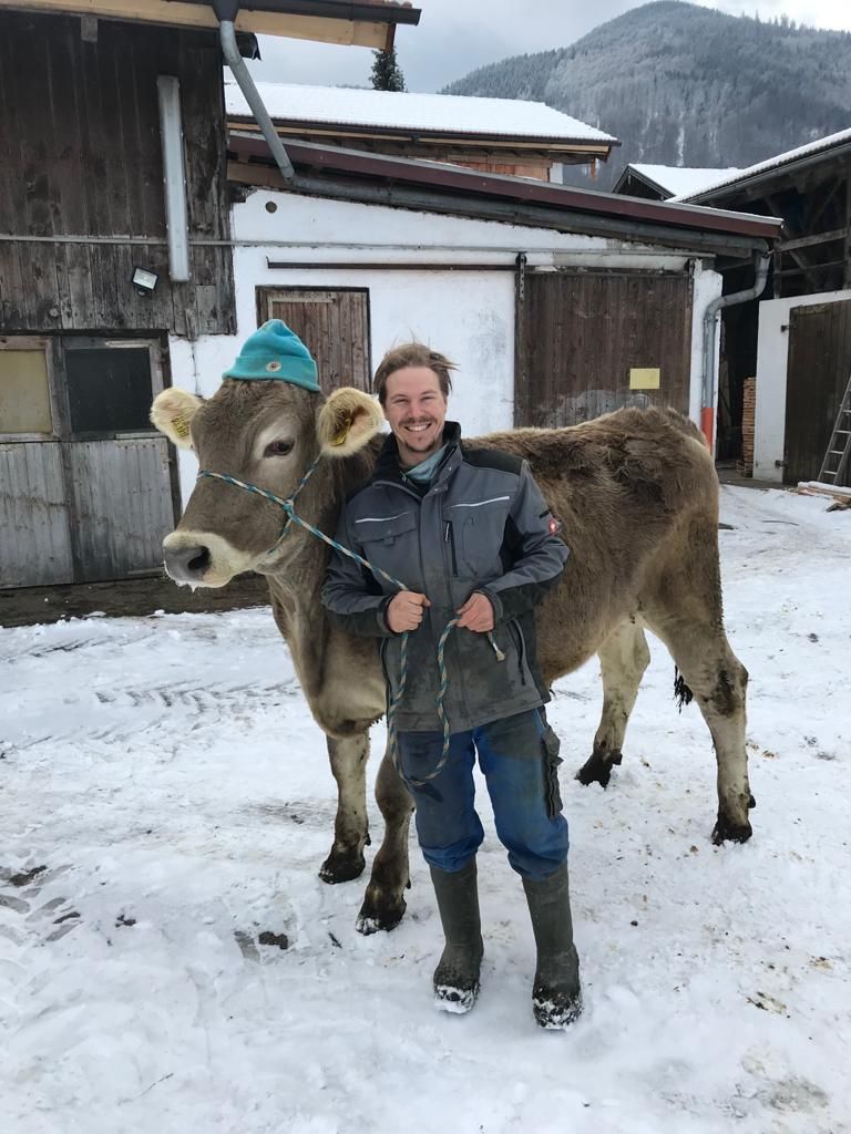 Stier beim Sparziergang