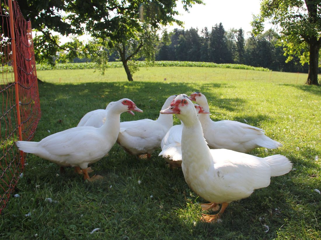Enten