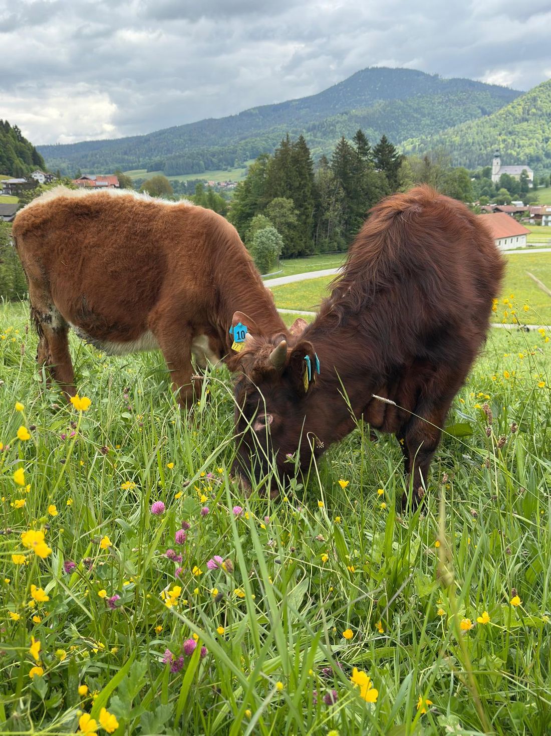Unsre eigenen Kälber auf der Weide rund ums Haus
