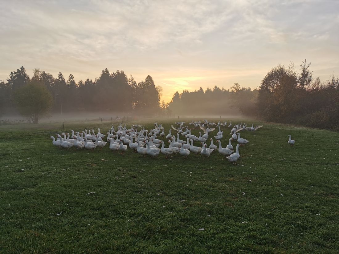 Die Gänse auf der Weide