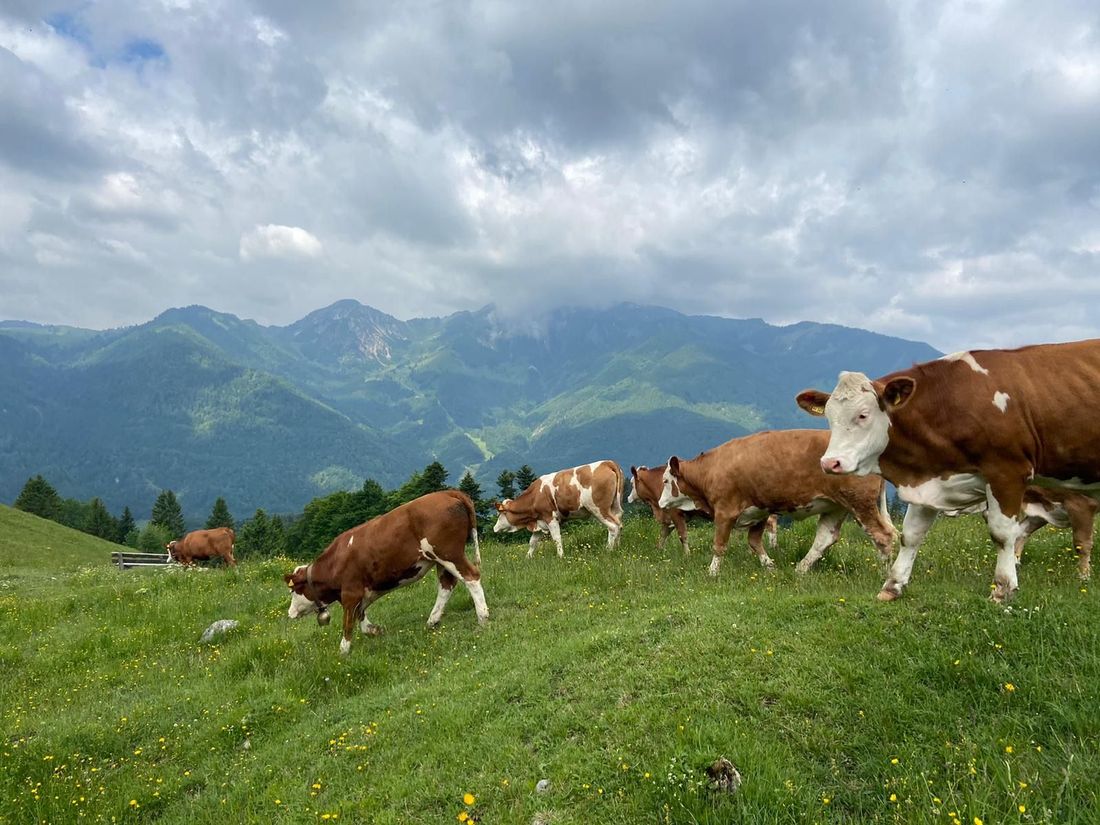 Kühe