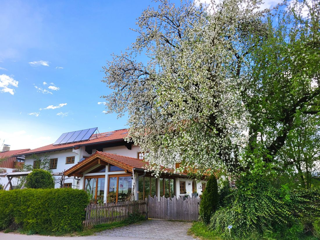 Haus Hörterer mit Apfelblüte