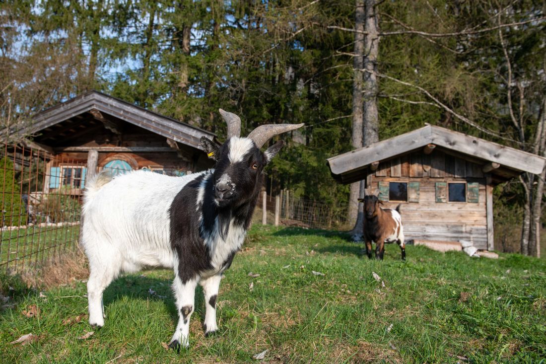 Ziege "Moritz"