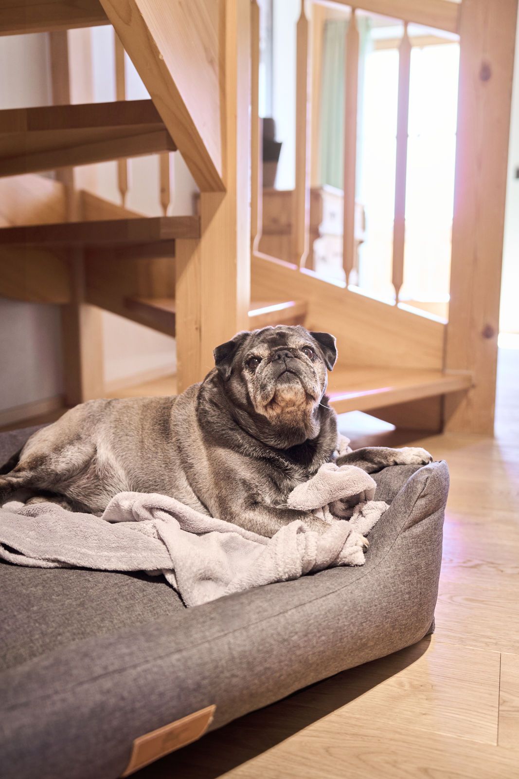 Hundebett