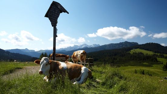 Kühe auf der Winklmoos - Alm