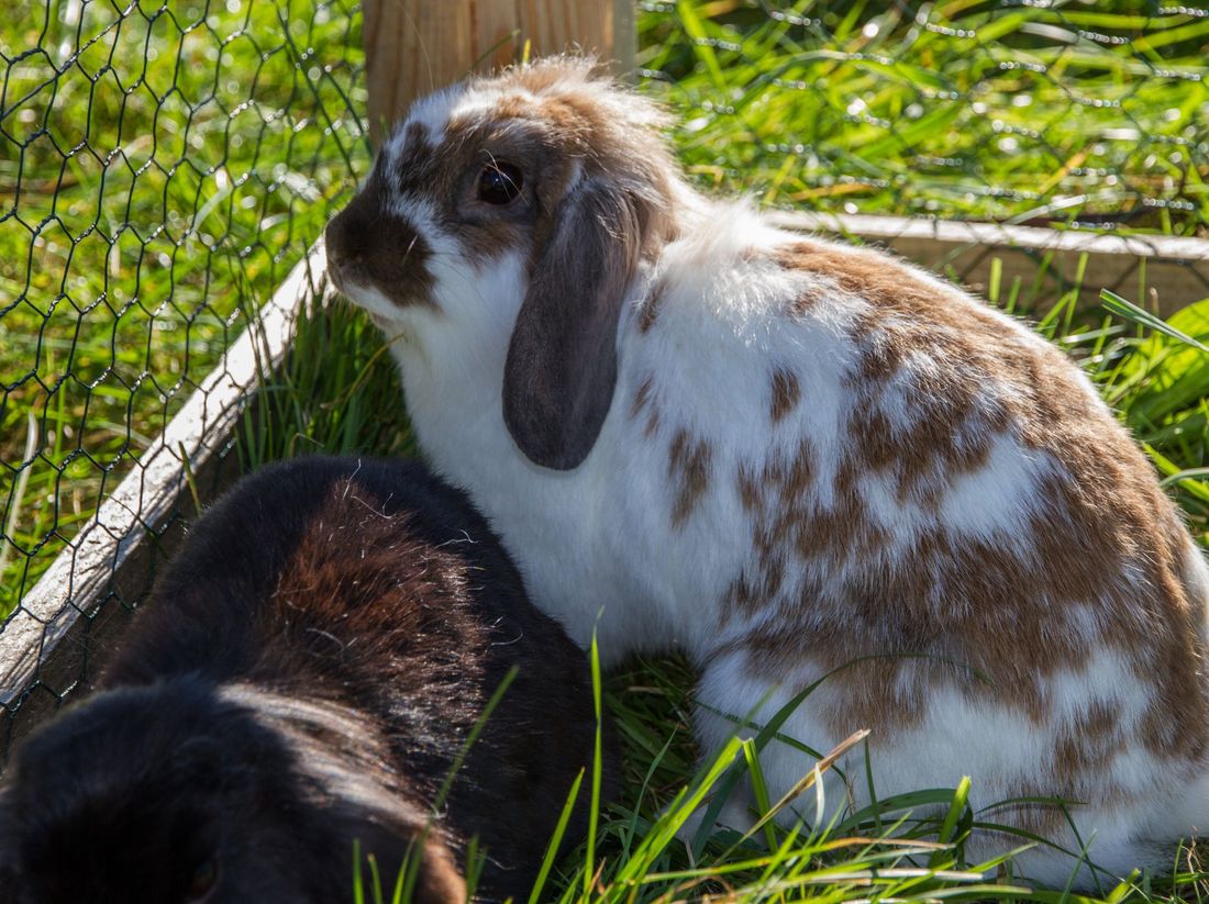 Unsere Hasen