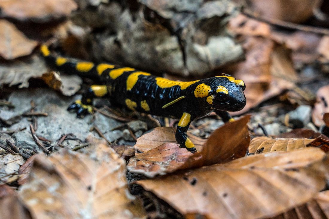 Feuersalamander als Weggefährten