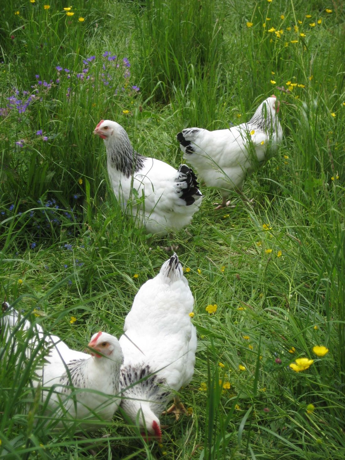 Glückliche Hühner