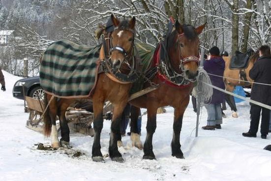 db_Pfd101226_09GaliGina_rs1 (002)