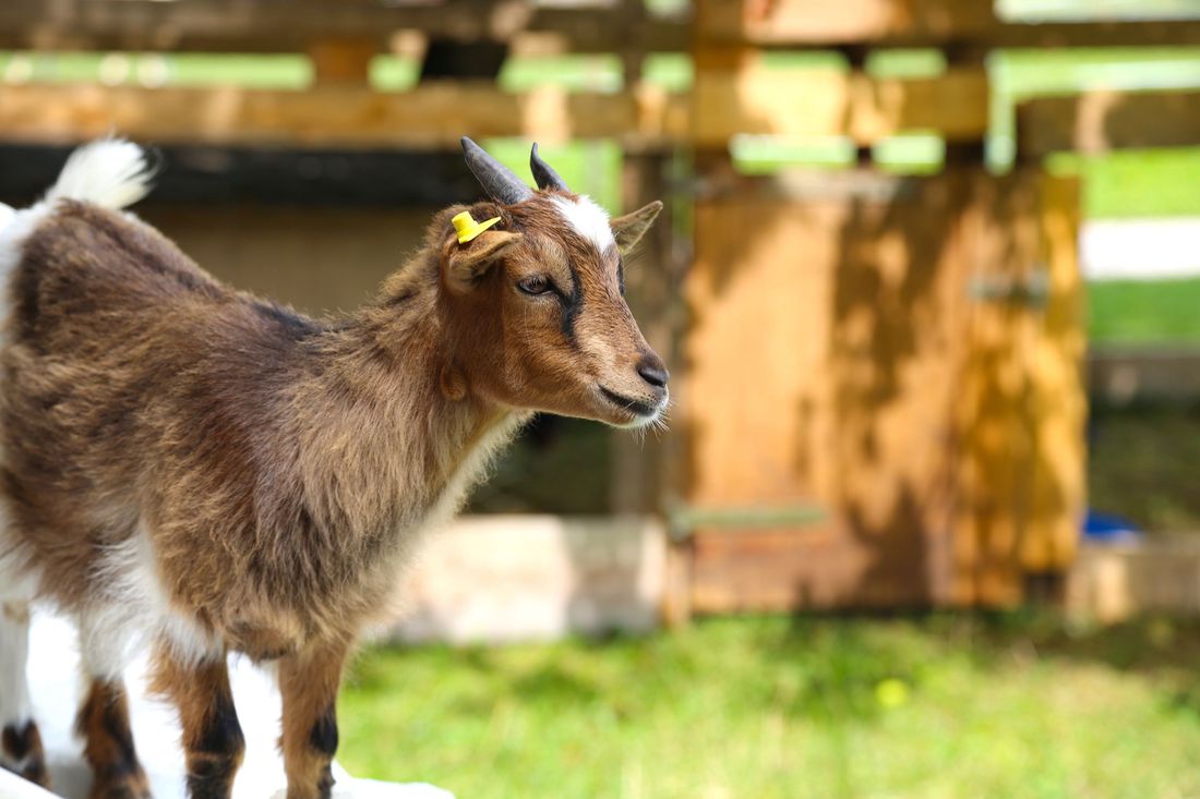 Tiere auf dem Hof